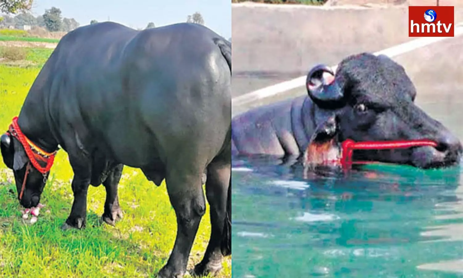 A Man Earning Rs 9.60 Lakhs per Month by Haryana Murrah Breed Buffalo