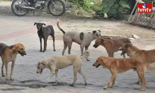 Stray dog attacks are Increased In Country