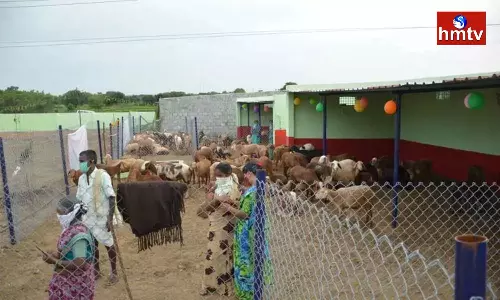 Hostels for Sheep in Siddipet Hostels for Sheep in Siddipet