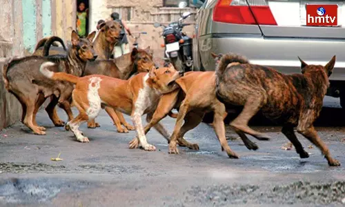 Stray Dogs Attack In Kakinada