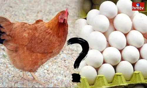 Hen or Egg Which is First Come on Earth Check Chat GPT Answer