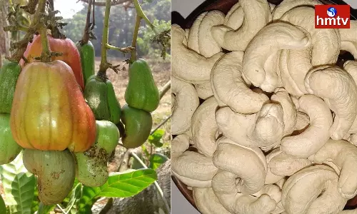 Farmers Earning Good Returns With Cashew Farming Farmers Earning Good Returns With Cashew Farming