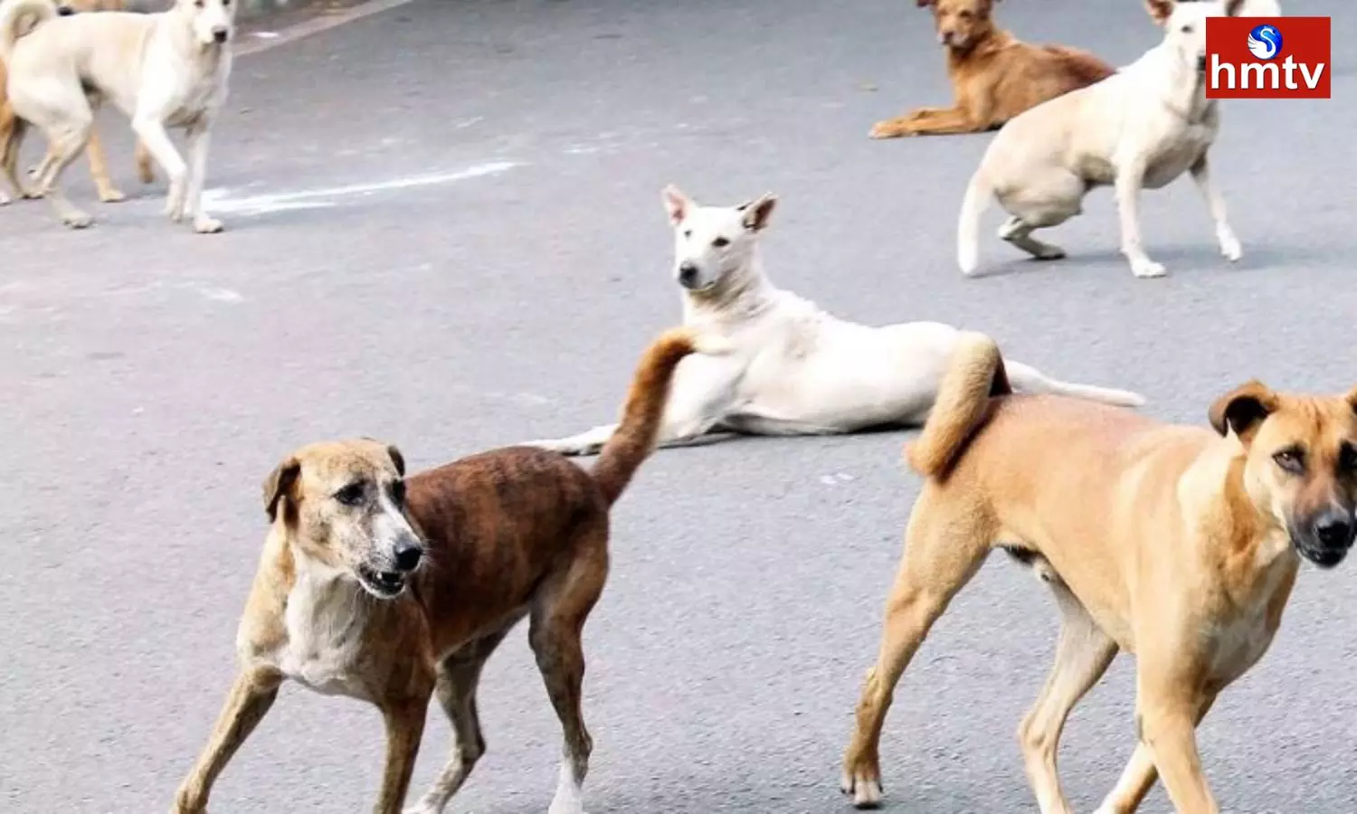 Stray Dogs Attack Five Members In NTR District
