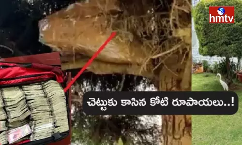 Karnataka Assembly Elections Officials Seize One Crore Money From Mango Tree