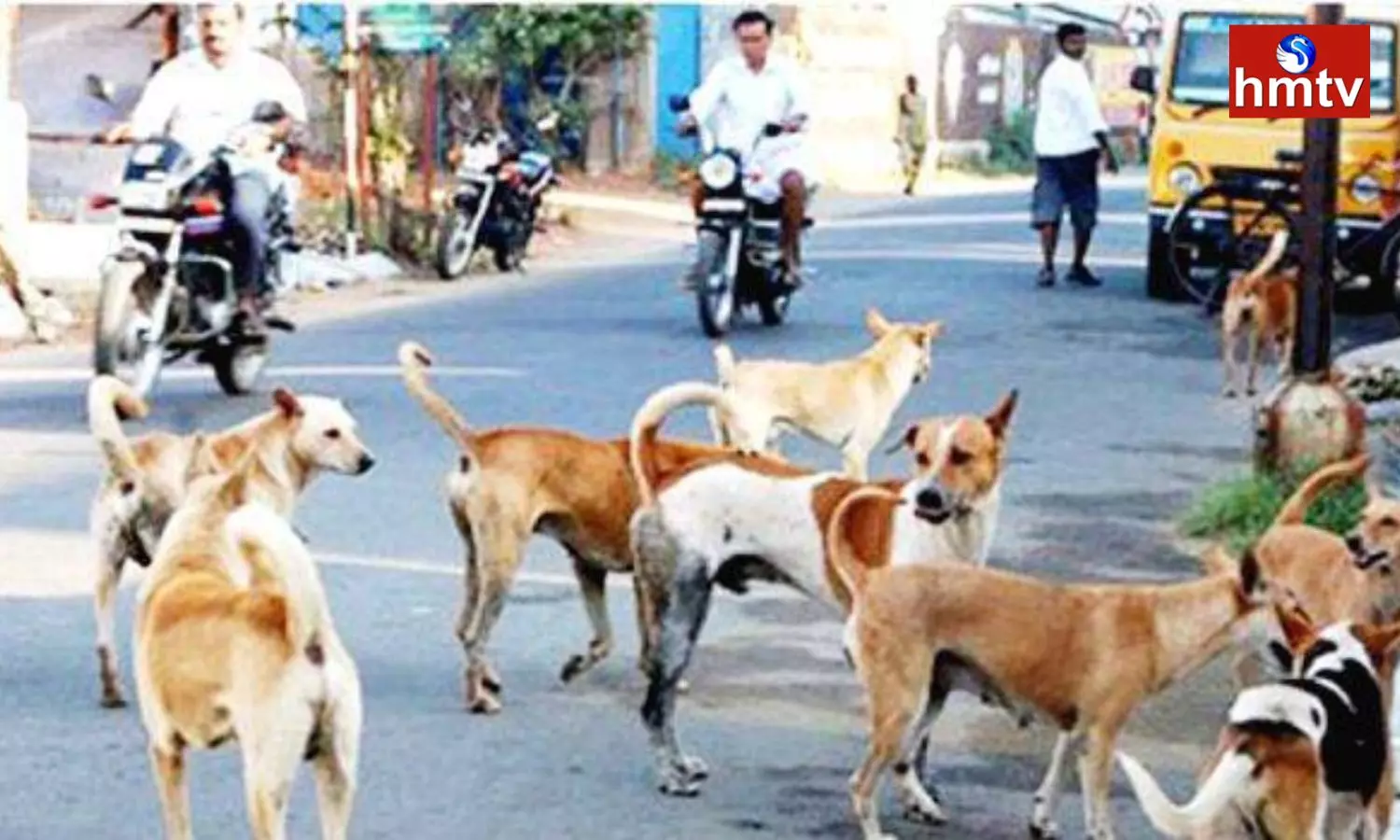 Stray Dogs Attack on 8 Members In Nizamabad