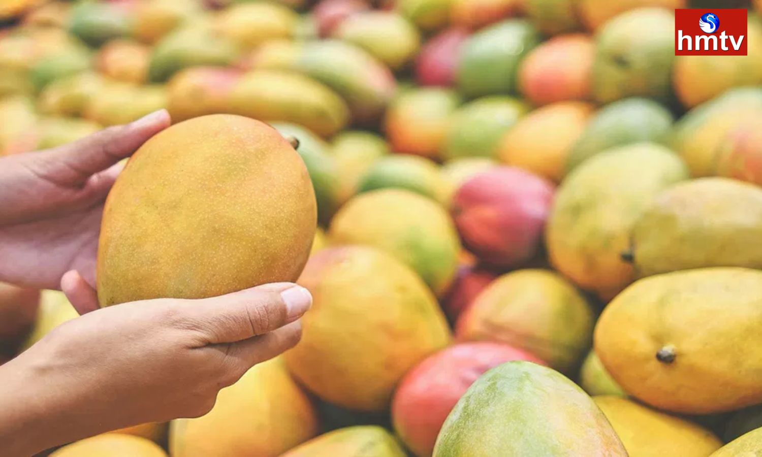 Eating Raw Mangoes Will Be Useful In Resisting Heart Problems And