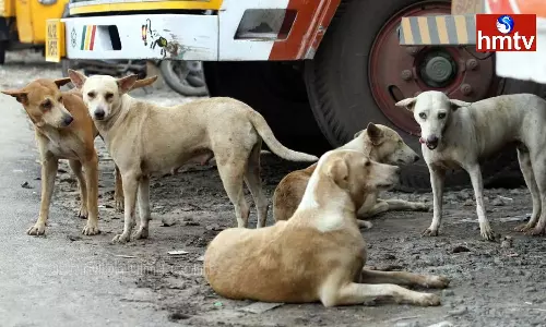 Stray Dogs Attack 23 Members In Sangareddy