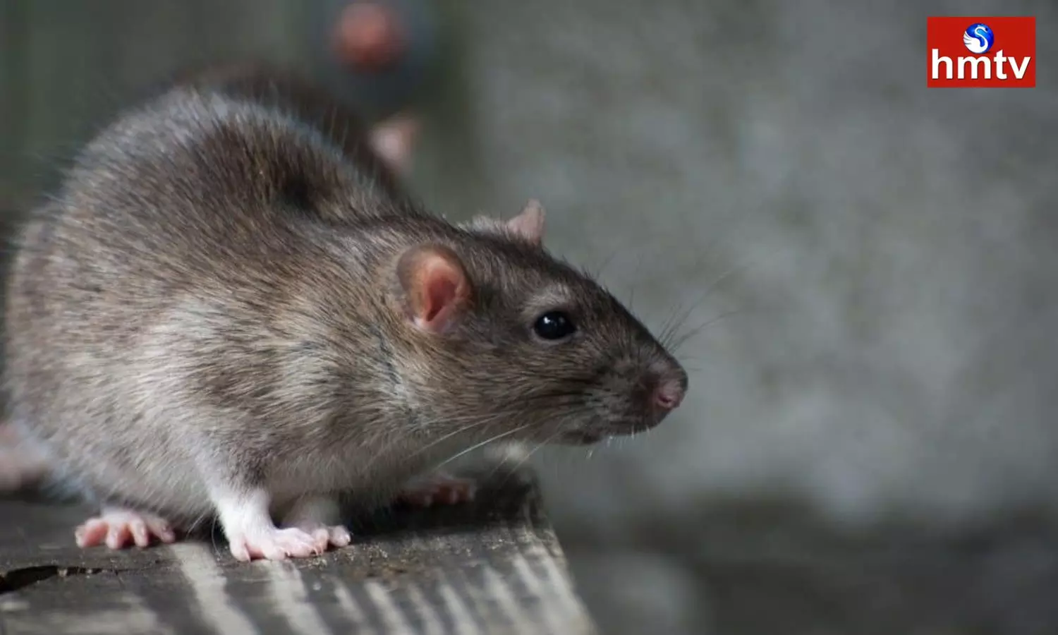 Woman Bitten by Rat in Cinema hall Consumer Court orders to pay rs 60000 in Assam