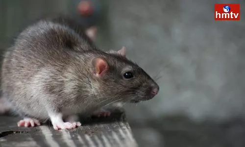 Woman Bitten by Rat in Cinema hall Consumer Court orders to pay rs 60000 in Assam Woman Bitten by Rat in Cinema hall Consumer Court orders to pay rs 60000 in Assam