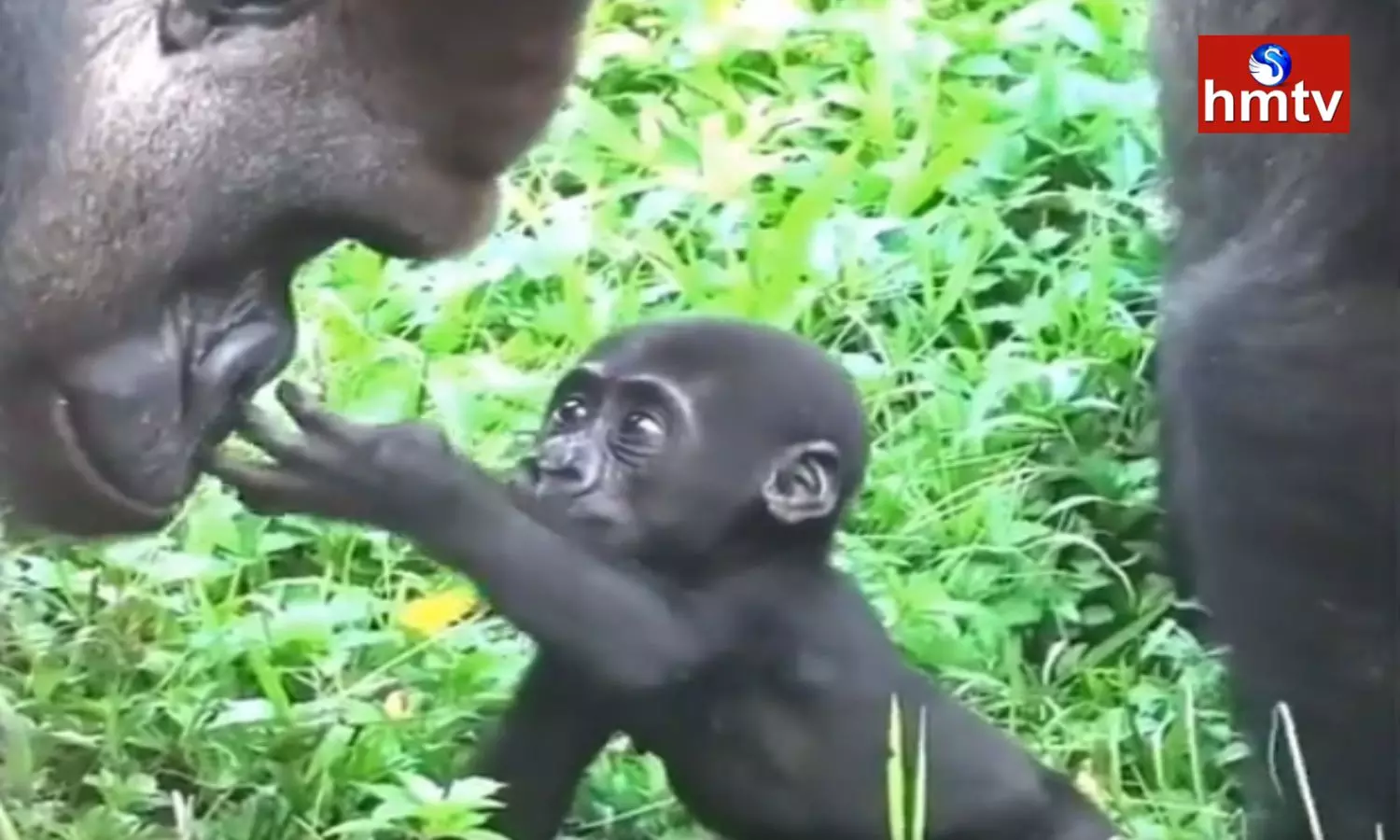 Baby Gorilla Meets Father Gorilla For The First Time Video Gone Viral