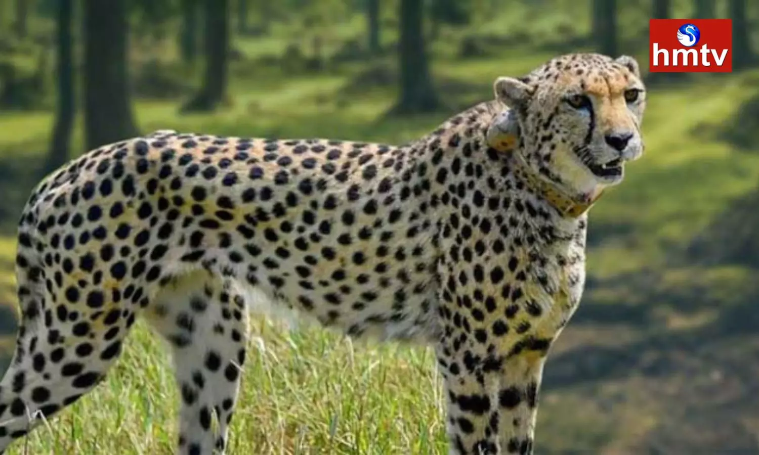 Male Cheetahs Are Cause Of Cheetah Death In Kuno National Park