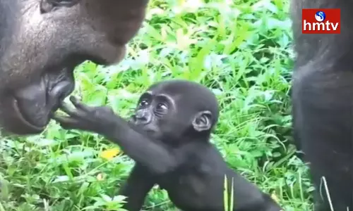Baby Gorilla Meets Father Gorilla For The First Time Video Gone Viral Baby Gorilla Meets Father Gorilla For The First Time Video Gone Viral