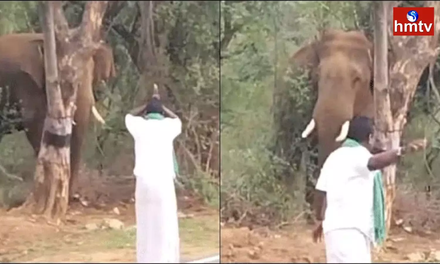 Man Walks In Front Of Elephant With Folded Hands In Viral Video