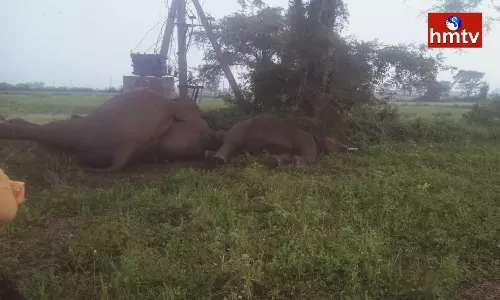Four Elephants Died On The Spot Due to Electric Shock