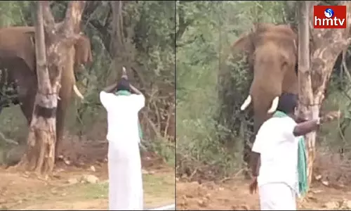 Man Walks In Front Of Elephant With Folded Hands In Viral Video