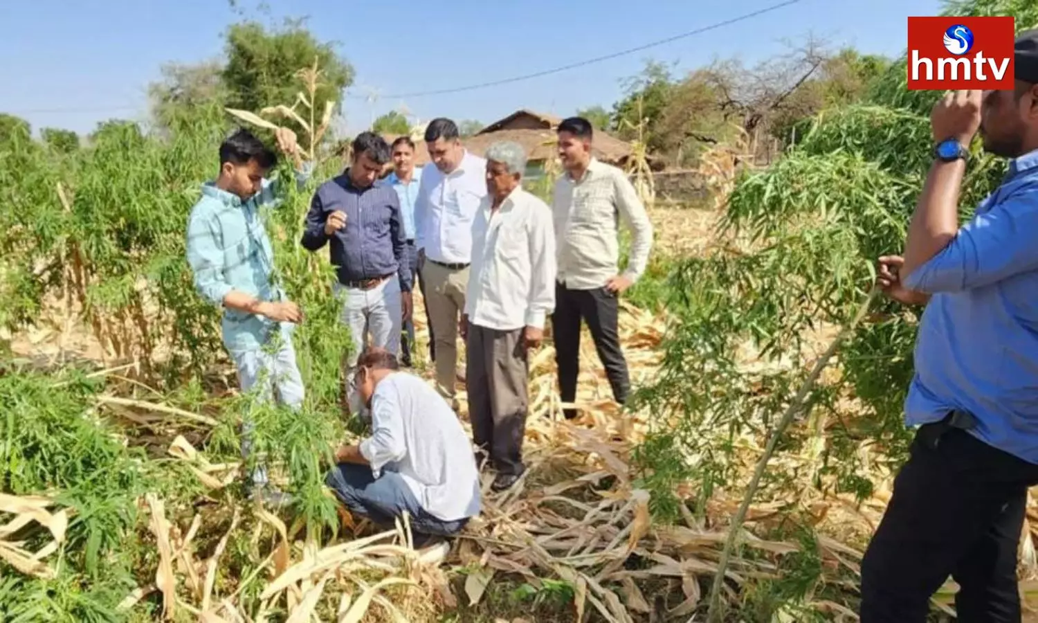 Marijuana Cultivation In Middle Of Corn Farming In Boria Village