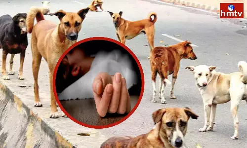 An 8-year-old boy Died in an attack by Stray Dogs in Hanamkonda
