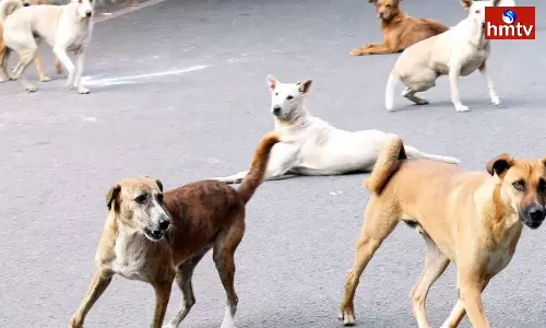 Stray Dogs Attack In Mahabubabad