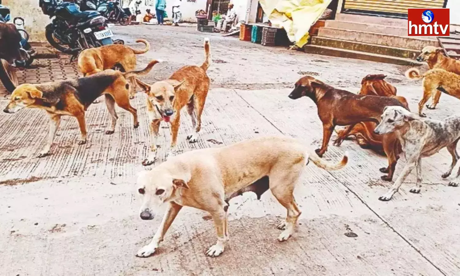 Stray Dogs Attack On Children In Telangana