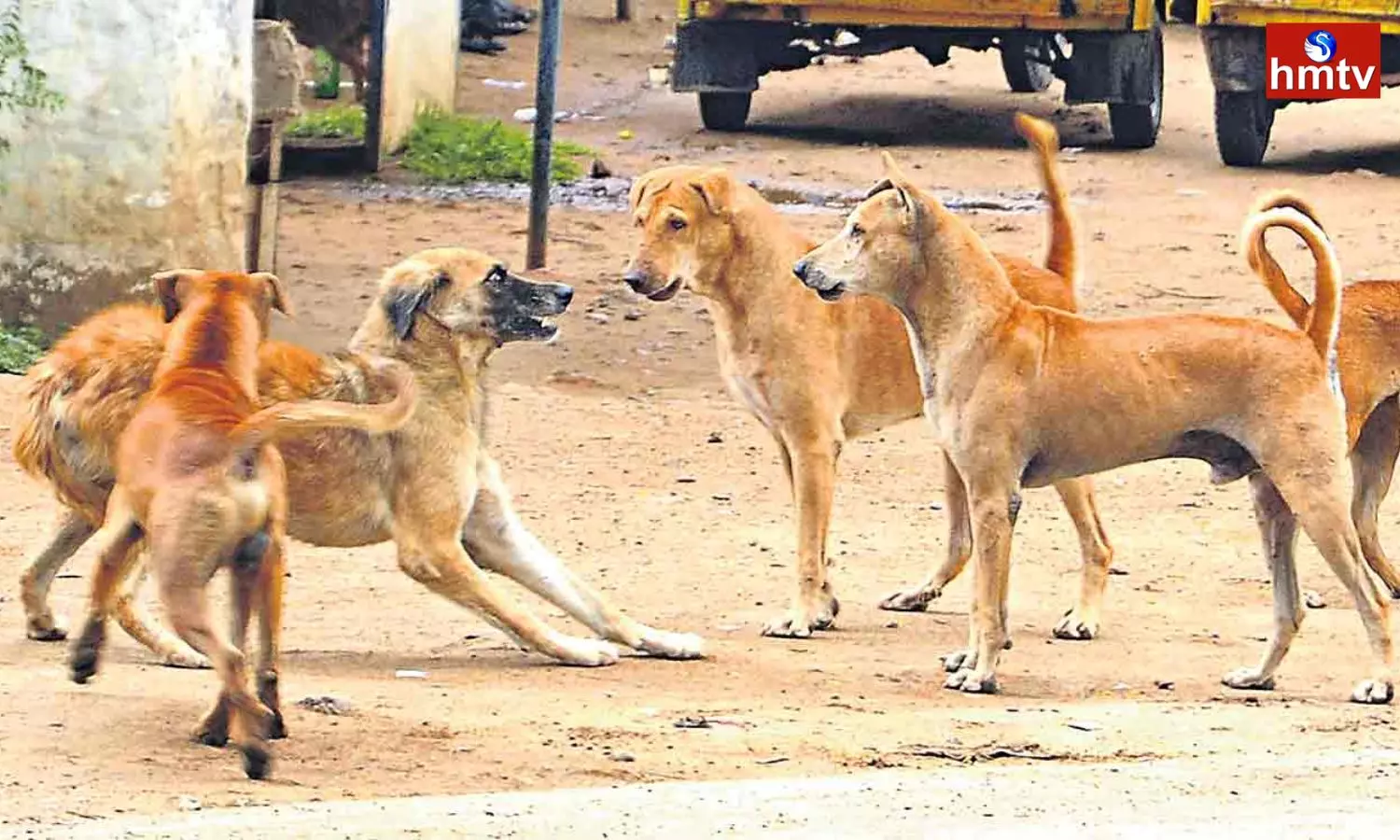 Stray Dogs Attack In Mulugu District