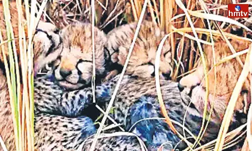 Cheetah Died in Madhya Pradesh Kuno National Park Cheetah Died in Madhya Pradesh Kuno National Park