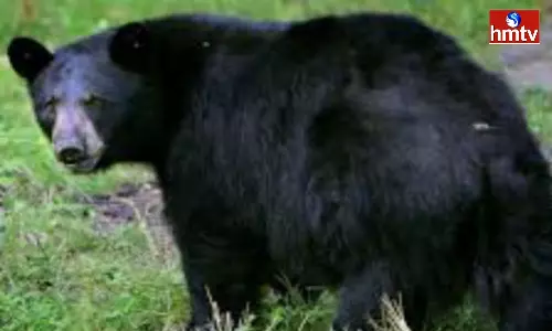 Bear Attack On Man At Kamareddy
