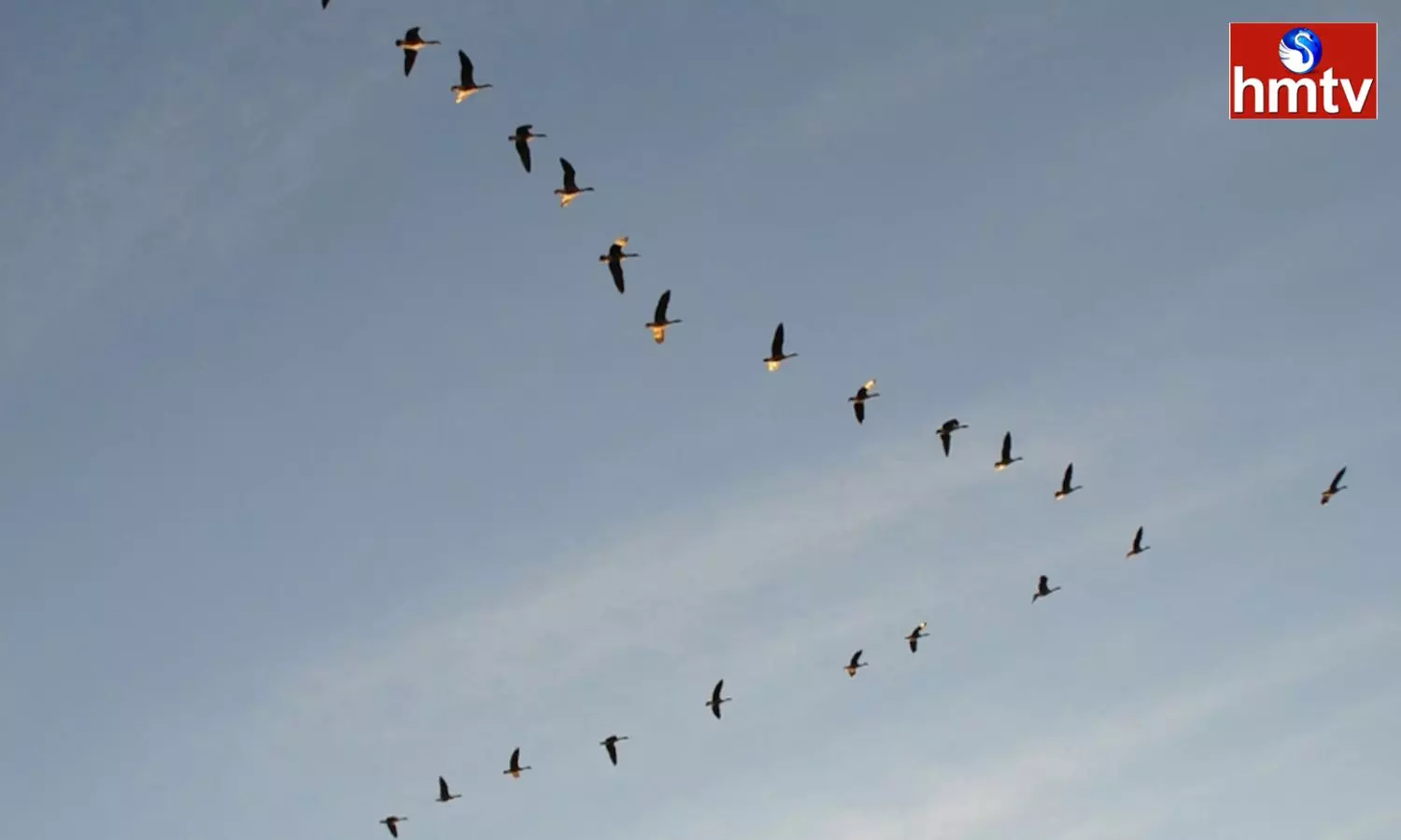 Why do Flocks of Birds Fly in a V shape? If you know the Reason you will be Surprised