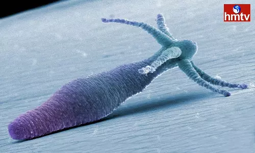 Even if you Kill Hydra Creature, it Remains Alive It is the Immortal immortal Creature in the World Even if you Kill Hydra Creature, it Remains Alive It is the Immortal immortal Creature in the World