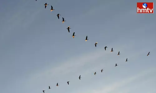 Why do Flocks of Birds Fly in a V shape? If you know the Reason you will be Surprised Why do Flocks of Birds Fly in a V shape? If you know the Reason you will be Surprised