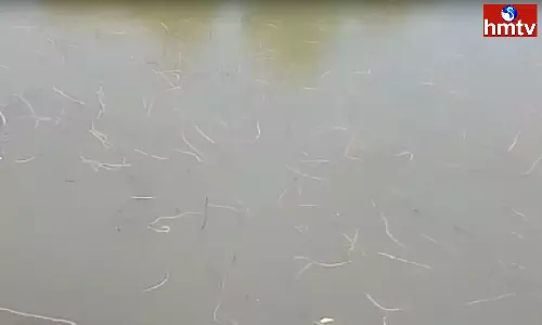 Anakapalli District is Full of Strange Creatures Anakapalli District is Full of Strange Creatures