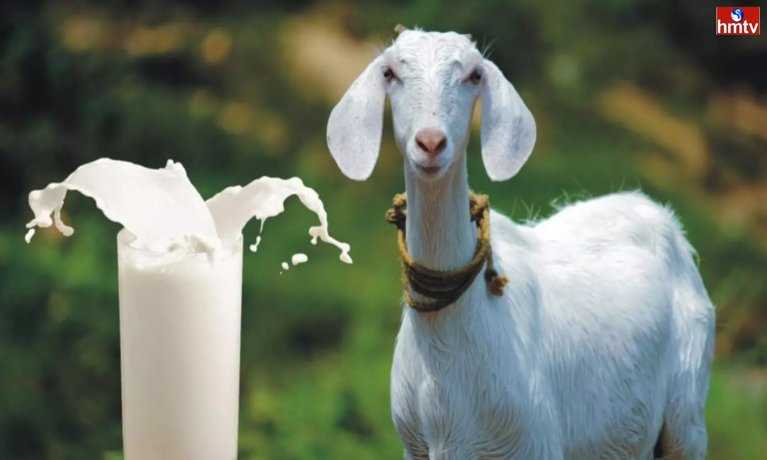 Goats Milk is More Powerful Than Cows and Buffalos