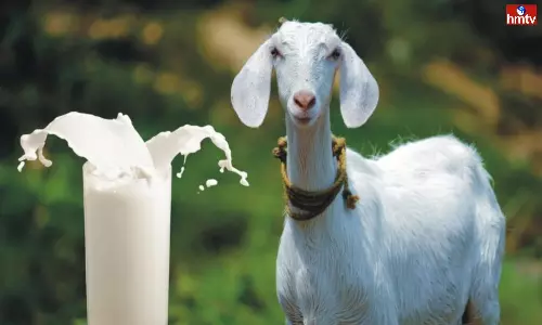 Goats Milk is More Powerful Than Cows and Buffalos Goats Milk is More Powerful Than Cows and Buffalos