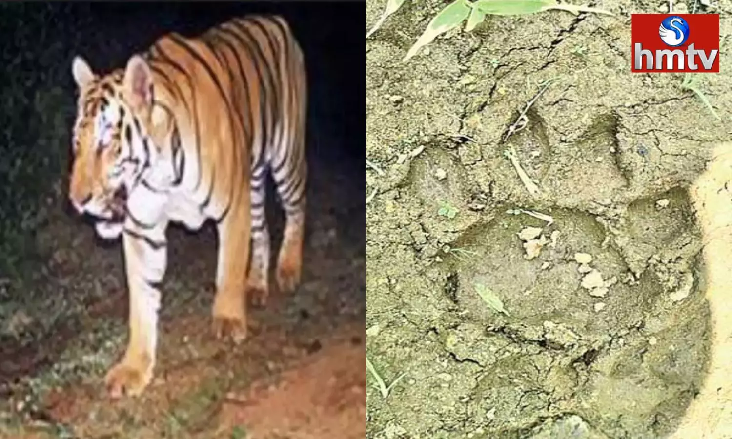Tiger Wandering In Chinturu Of Alluri District