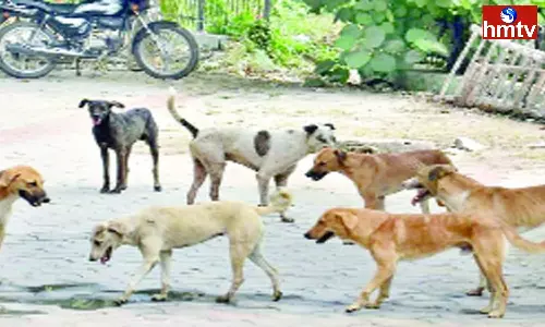 Stray Dogs Hulchul in Warangal