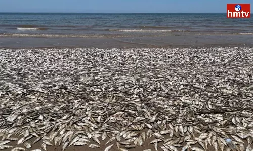 Thousands Of Fish Wash Up Dead On USA Beach After Being Starved Of Oxygen In Warm Water