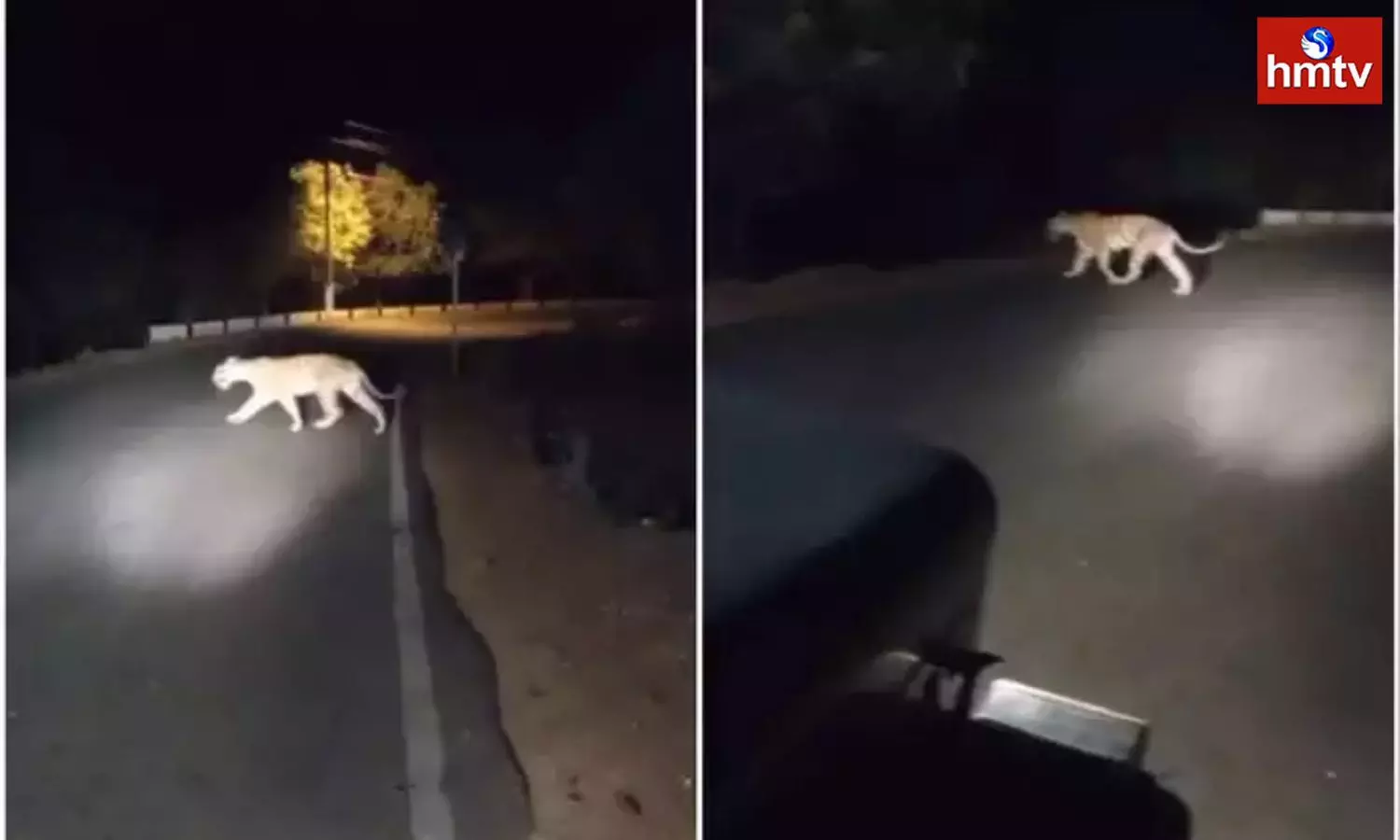 Big Tiger Spotted On Road Near Sakshi Ganapathi Temple Srisailam