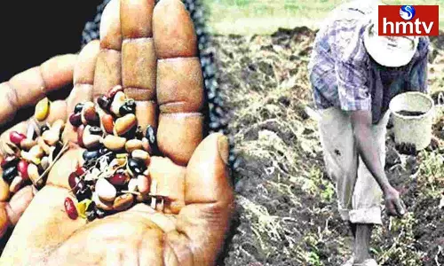 Fake seeds Raid In Telangana Fake seeds Raid In Telangana