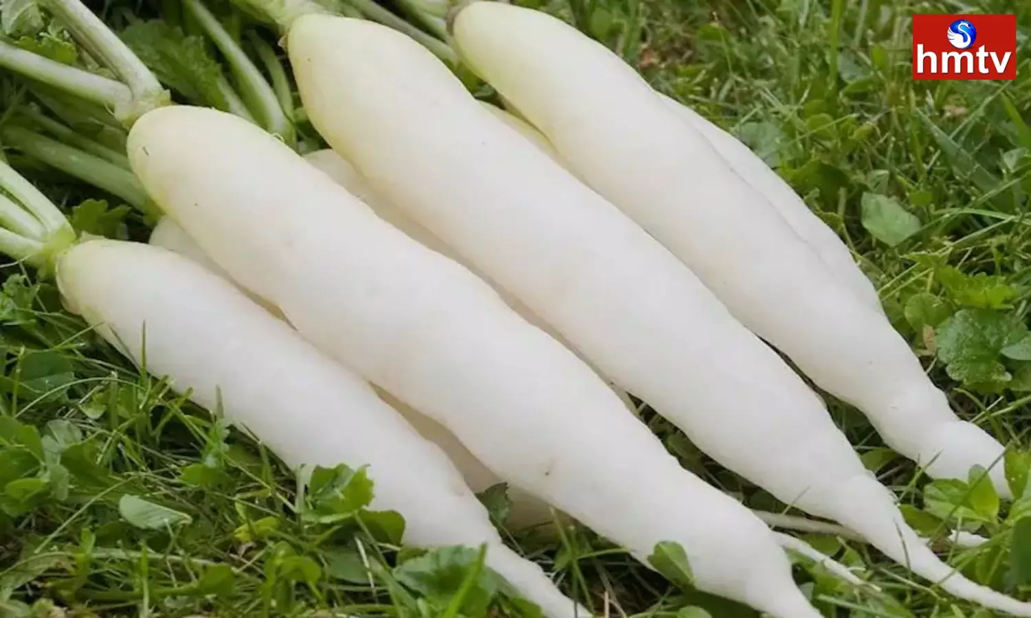 Know the Health Benefits of Eating Radish in Summer