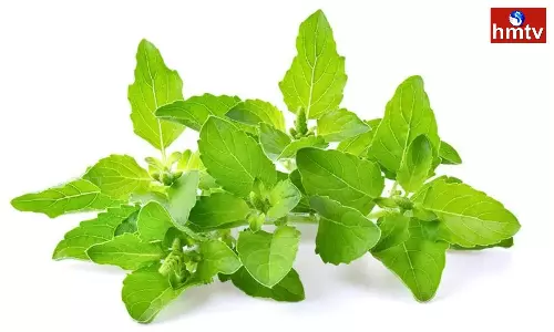 Eating Tulsi Leaves on an Empty Stomach can Solve These Health Problems Eating Tulsi Leaves on an Empty Stomach can Solve These Health Problems