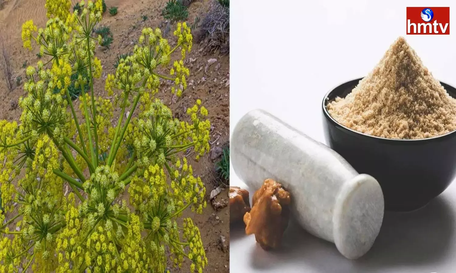 High Profits With Asafoetida Cultivation the Price of 1 kg of Asafoetida is Rs 35000