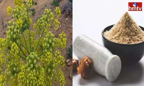 High Profits With Asafoetida Cultivation the Price of 1 kg of Asafoetida is Rs 35000 High Profits With Asafoetida Cultivation the Price of 1 kg of Asafoetida is Rs 35000