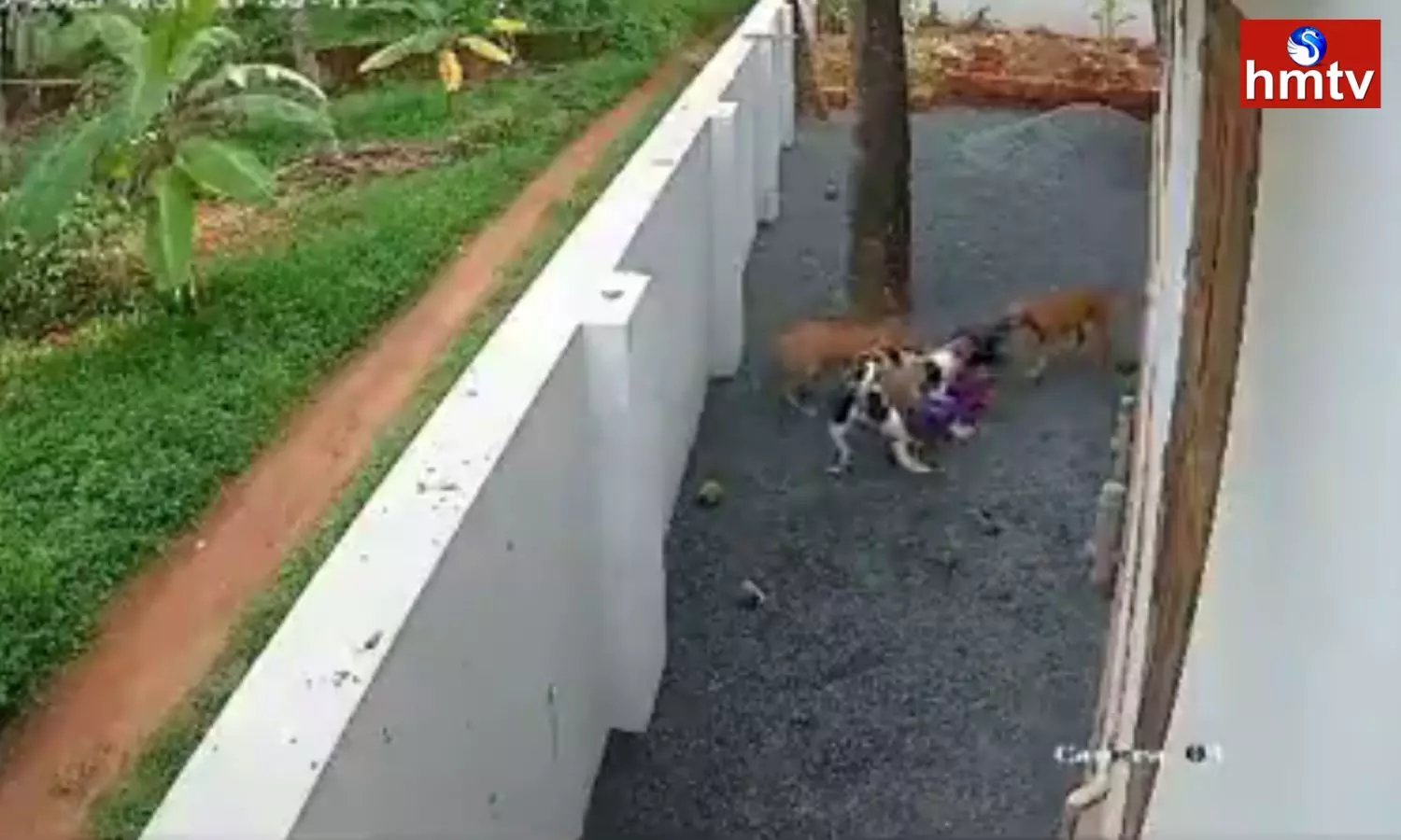 A 9 Year Old Girl Was Attacked By Dogs In Kannur