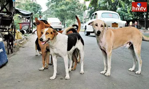 Girl Attacked by Stray Dogs in Alwal Hyderabad
