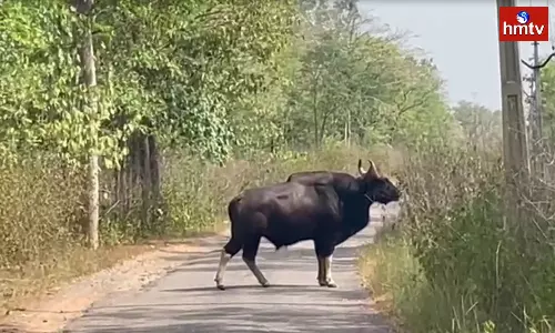 Bison In Khammam District Wandering On The Roads