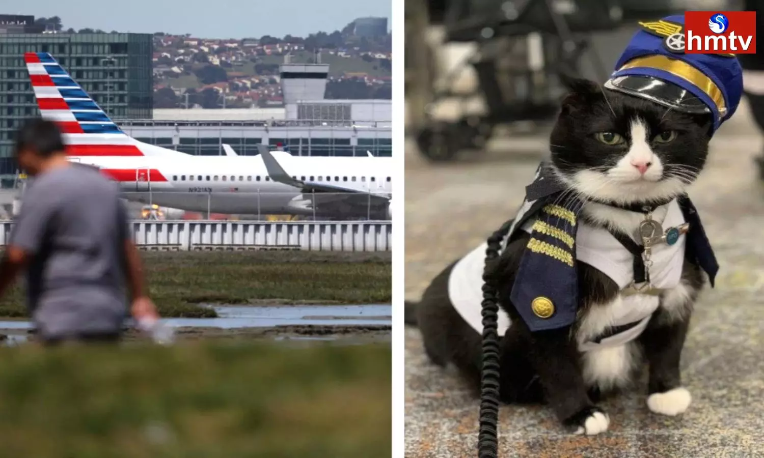 San Francisco Airport Hired A Cat To Calm Down Nervous Flyers