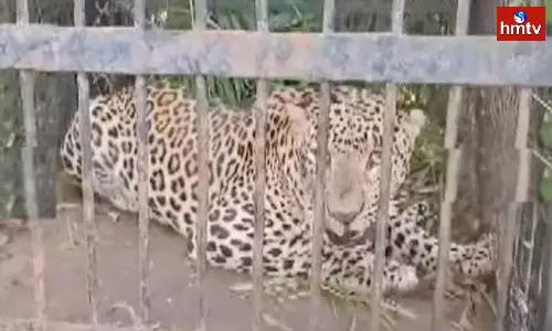 Leopard which attacked a child in Tirumala caught by forest officials
