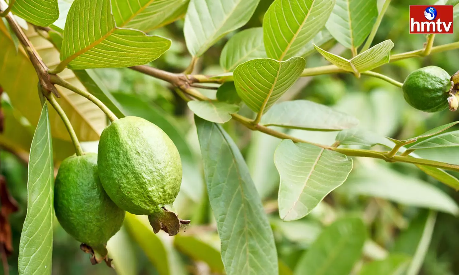 Not only Guava Fruit but also the Leaves are Medicines you will be Surprised if you Know the Benefits