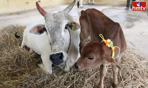Indias First Sahiwal Calf Born Through Surrogacy In Tirupati Indias First Sahiwal Calf Born Through Surrogacy In Tirupati