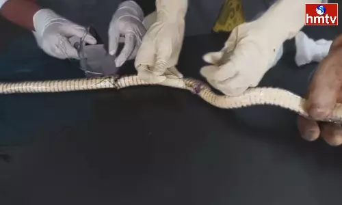 Healing The Injured Snake A Veterinary Doctor
