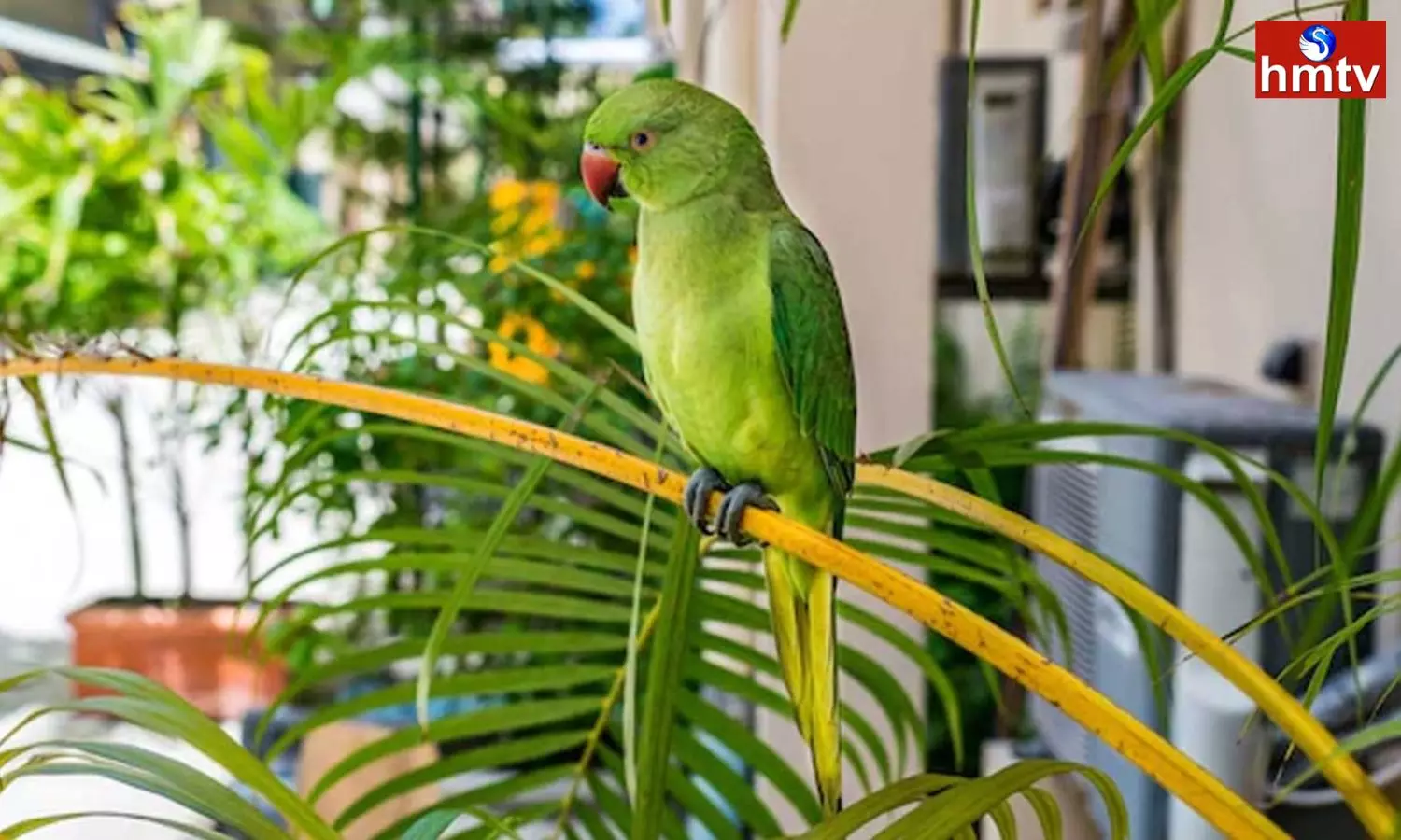 Are you Keeping a Parrot at Home Then Focus on These 3 Things Otherwise Life at Risk Check Vastu Shastra